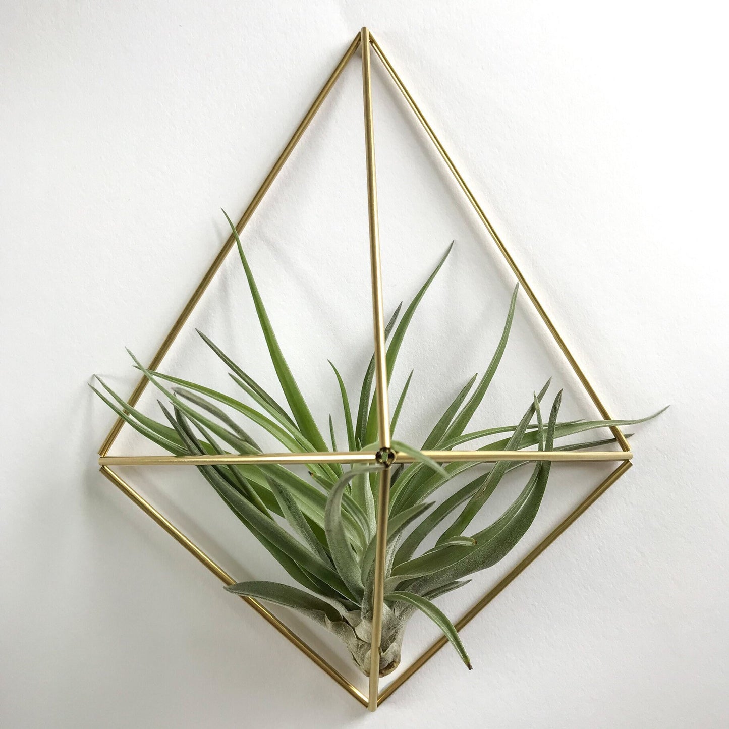 Medium Air Plant Holder Wall Sconce (without plant)