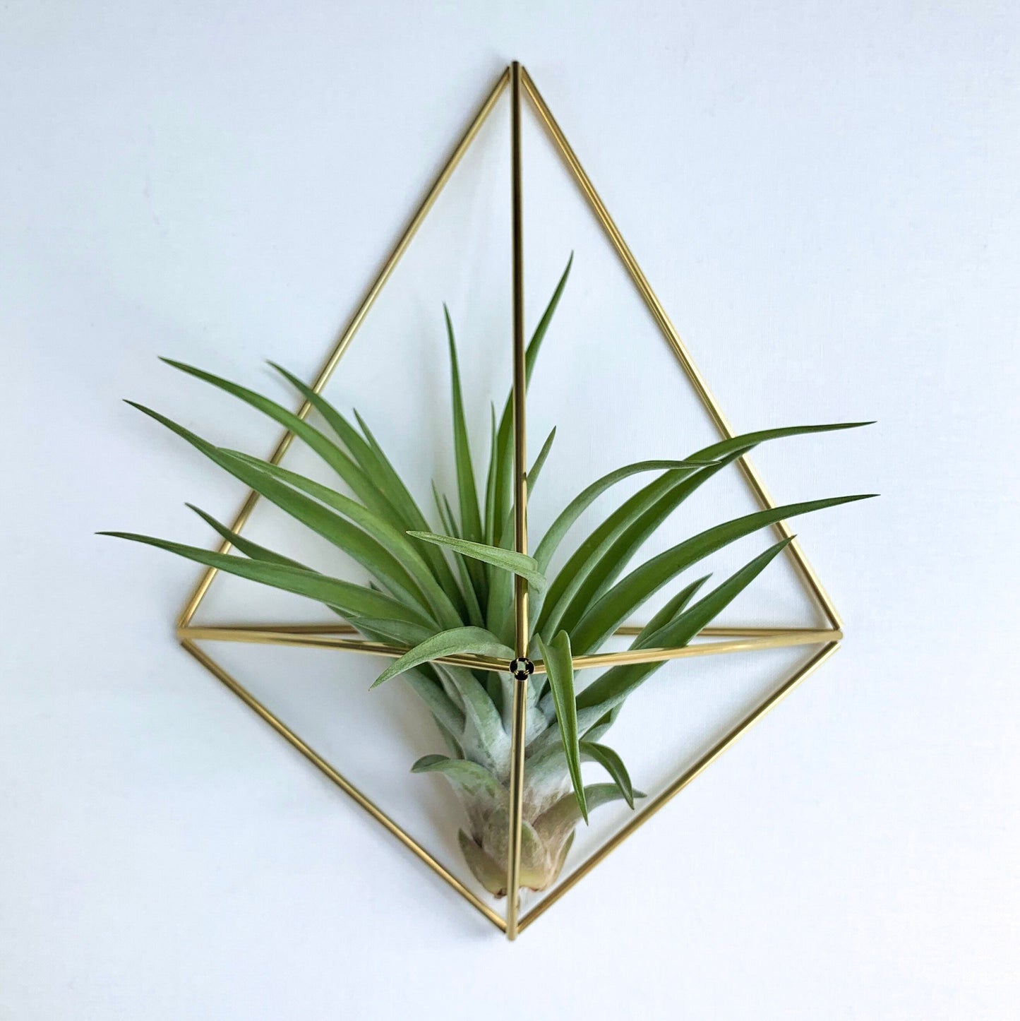 Medium Air Plant Holder Wall Sconce (without plant)