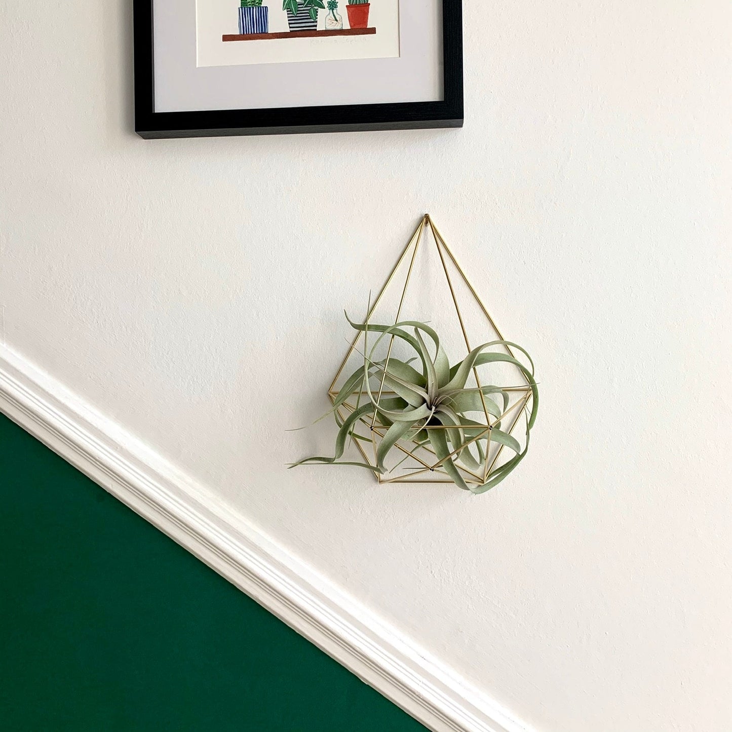 Xerographica Air Plant Holder Wall Sconce (without plant)