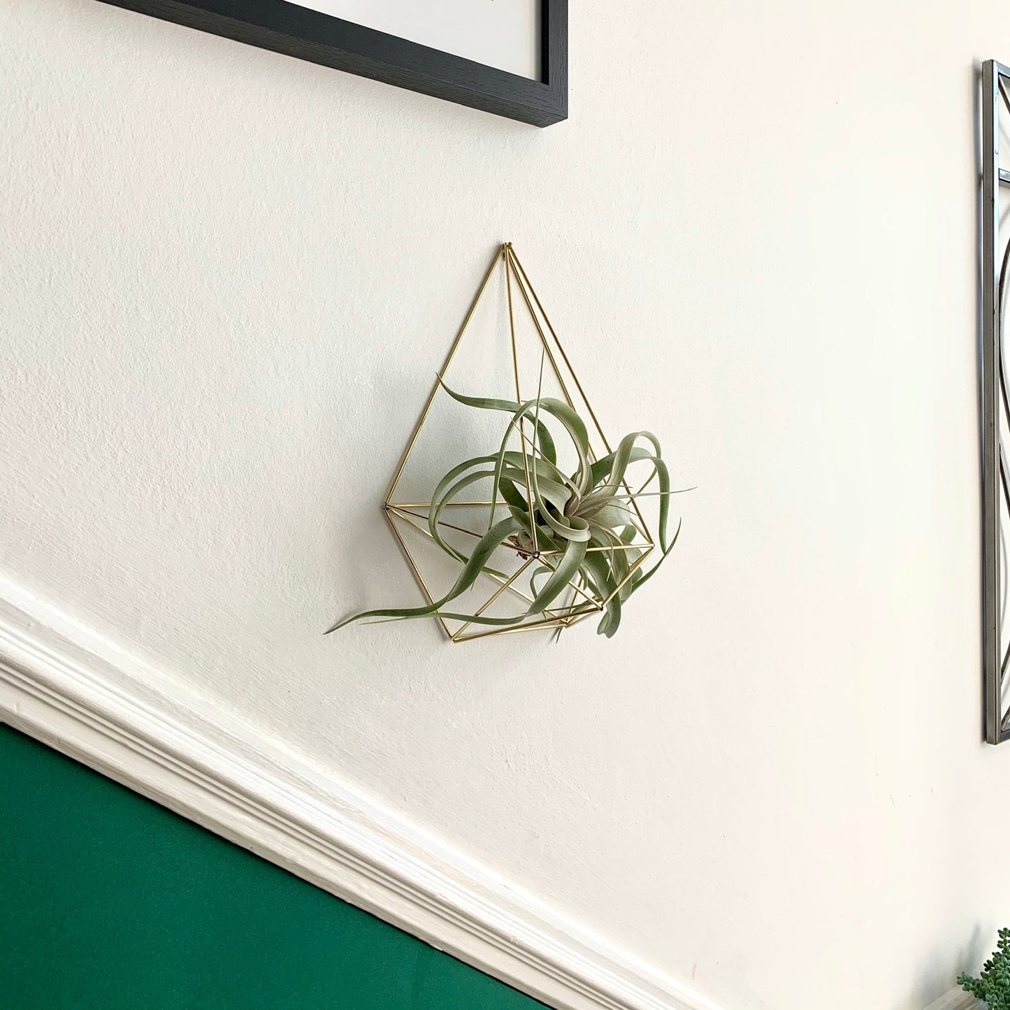 Xerographica Air Plant Holder Wall Sconce (without plant)
