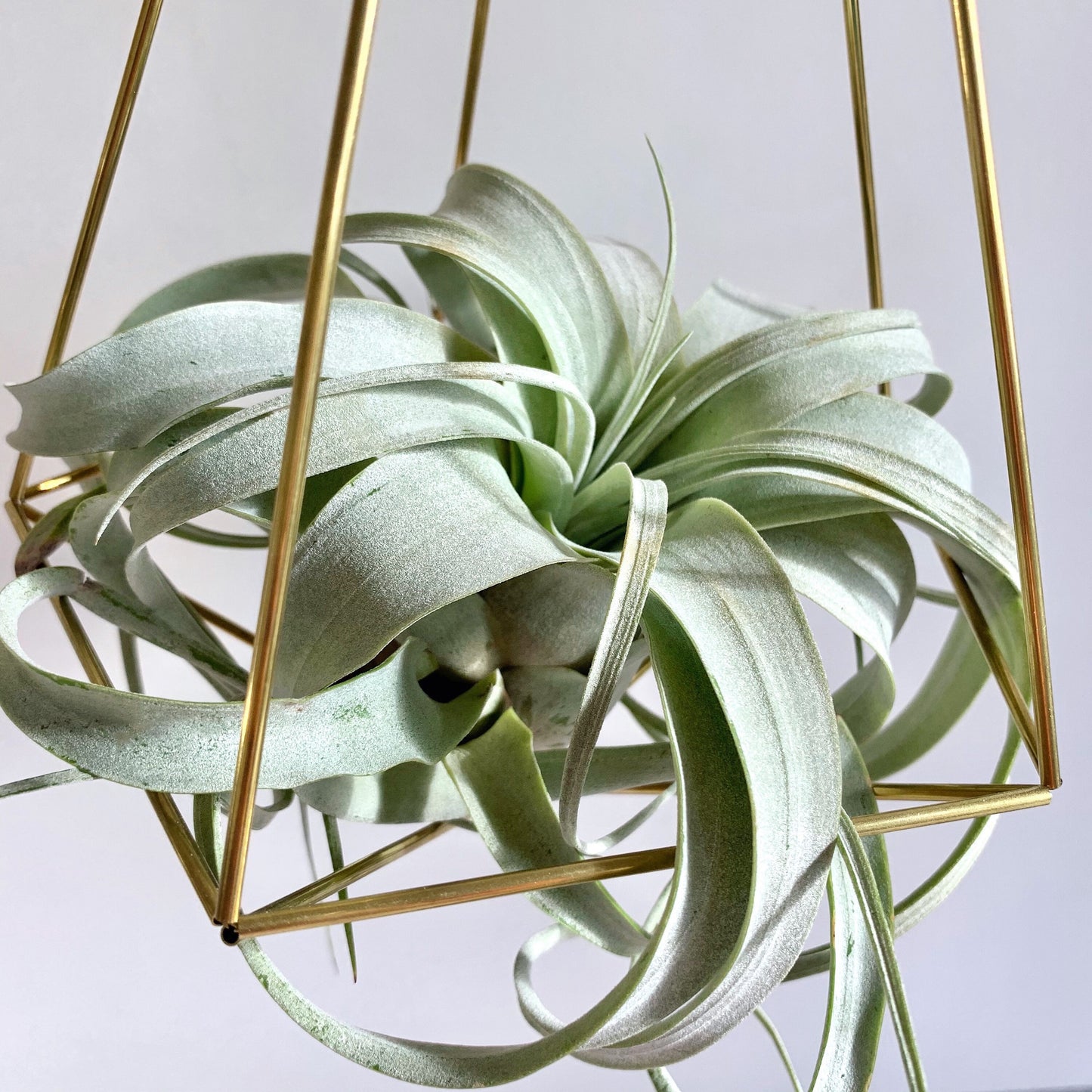 Large Air Plant Hanger (without plant)