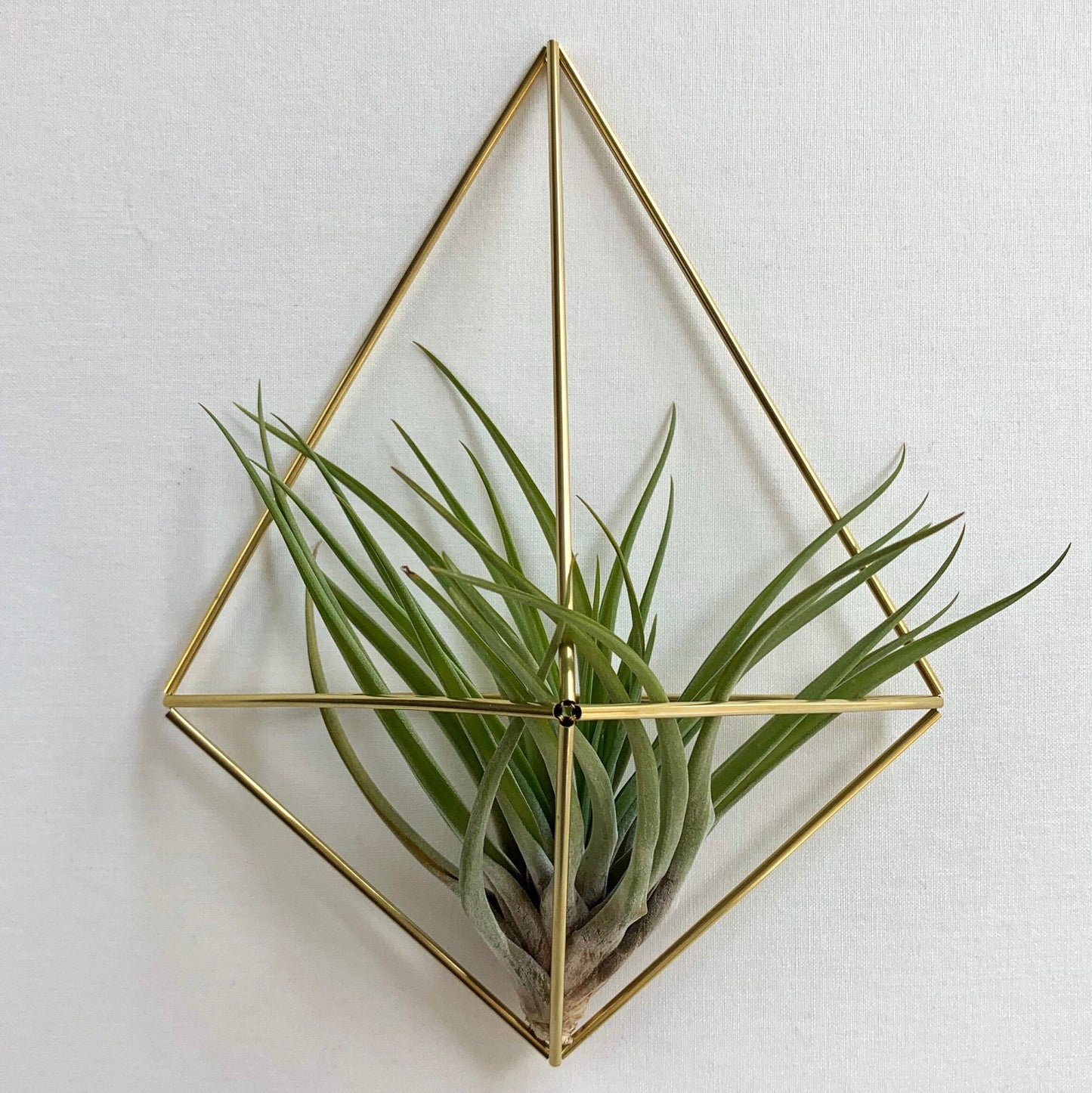 Medium Air Plant Holder Wall Sconce (without plant)